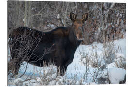 Galleriprint Cow Moose portrait in winter