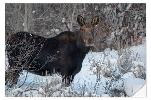 Sticker mural Cow Moose portrait in winter