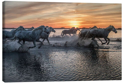 Tableau sur toile Horses running through water at sunrise