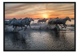Gerahmter Kunstdruck Pferde, die bei Sonnenaufgang durchs Wasser laufen