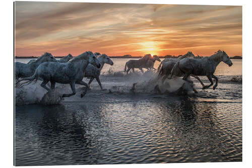 Galleriataulu Horses running through water at sunrise