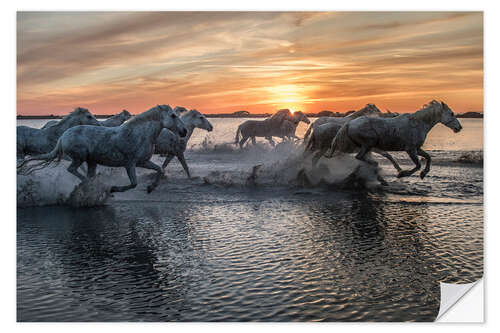 Muursticker Horses running through water at sunrise