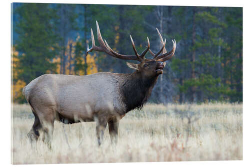 Akrylglastavla Rocky Mountain bull elk