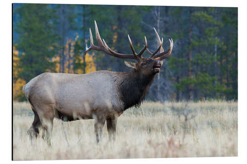 Aluminiumtavla Rocky Mountain bull elk