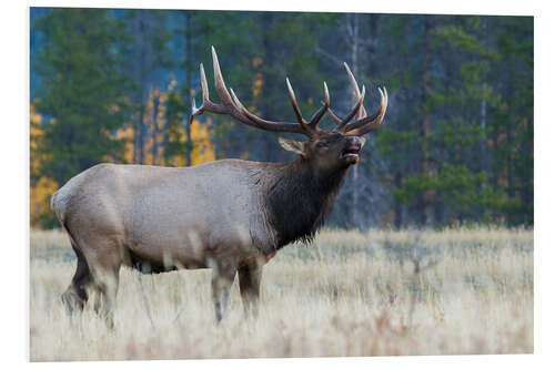 Bilde på skumplate Rocky Mountain bull elk