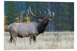 Quadro em PVC Rocky Mountain bull elk