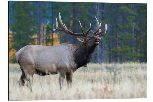 Cuadro de plexi-alu Rocky Mountain bull elk