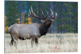 Galleriprint Rocky Mountain bull elk