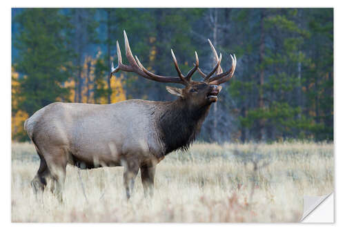 Vinilo para la pared Rocky Mountain bull elk