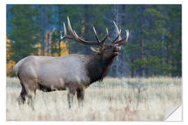 Naklejka na ścianę Rocky Mountain bull elk