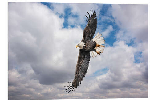 Cuadro de PVC Balkan eagles in search of prey