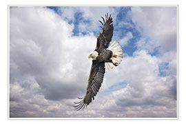 Póster  Balkan eagles in search of prey - Mike Scheufler