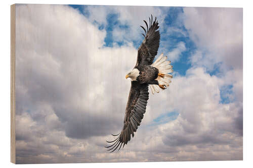 Wood print Balkan eagles in search of prey