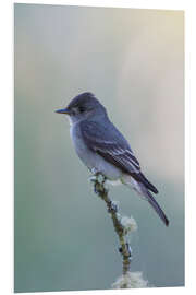 Foam board print Western great spotted woodpecker, flycatcher