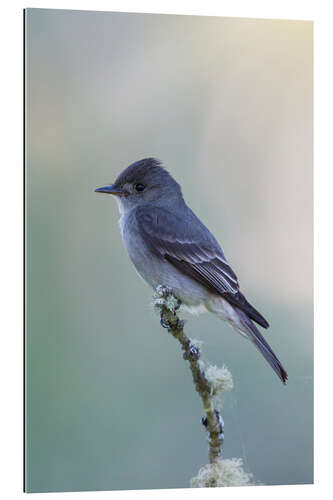 Gallery Print Westlicher Buntspecht, Fliegenschnäpper