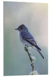 Gallery print Western great spotted woodpecker, flycatcher