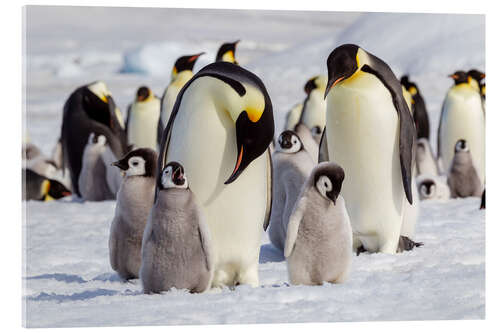 Acrylic print Emperor penguin chicks