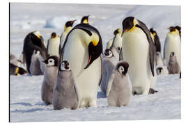 Aluminium print Emperor penguin chicks