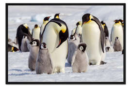 Gerahmter Kunstdruck Kaiserpinguinküken