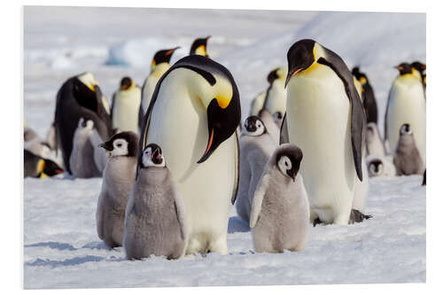 Foam board print Emperor penguin chicks