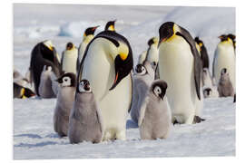 Foam board print Emperor penguin chicks