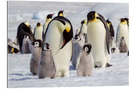 Gallery print Emperor penguin chicks