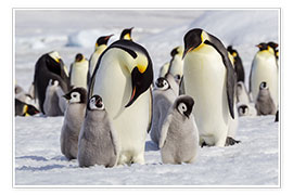 Wall print  Emperor penguin chicks - Ellen Goff
