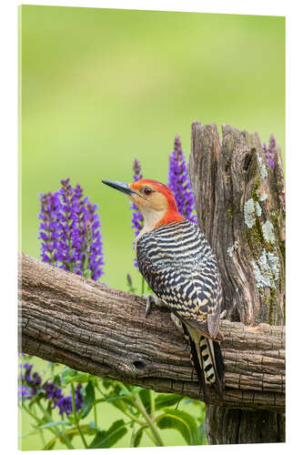 Acrylic print Red-bellied Woodpecker I