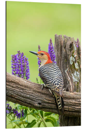 Aluminium print Red-bellied Woodpecker I