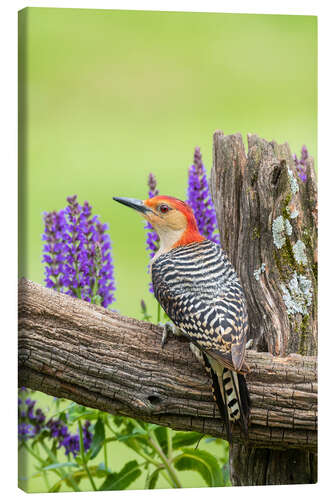 Canvas print Red-bellied Woodpecker I