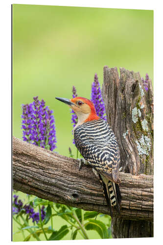 Gallery print Red-bellied Woodpecker I