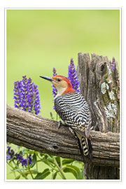 Wall print  Red-bellied Woodpecker I - Richard and Susan Day