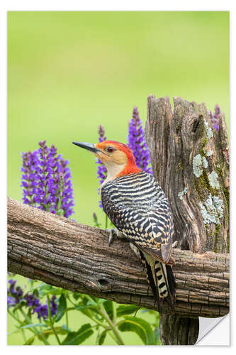 Sticker mural Red-bellied Woodpecker I