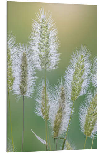 Alubild Grassamen-Köpfe