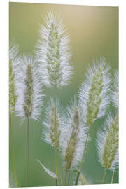 Foam board print Grass seed heads