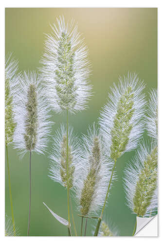 Naklejka na ścianę Grass seed heads