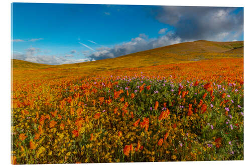 Akrylbilde Field with California poppies