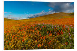 Aluminium print Field with California poppies