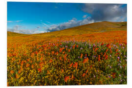 Foam board print Field with California poppies