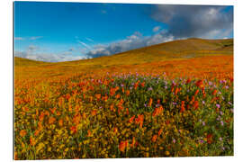 Gallery print Field with California poppies