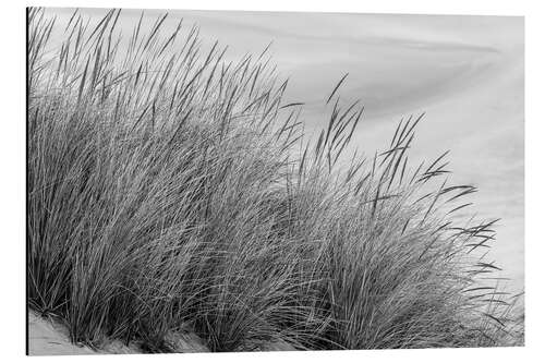 Aluminium print Grasses in the Dunes II