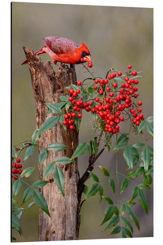 Aluminium print Northern cardinal eats berries