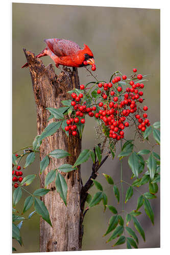 Foam board print Northern cardinal eats berries