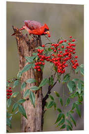 Bilde på skumplate Northern cardinal eats berries