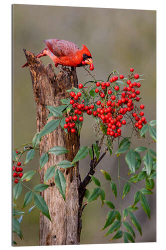 Galleritryck Northern cardinal eats berries