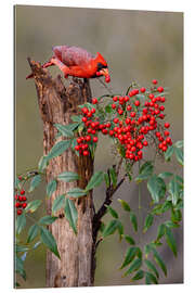 Gallery print Northern cardinal eats berries