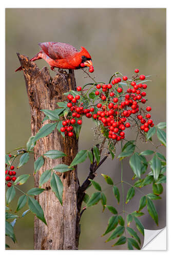 Selvklebende plakat Northern cardinal eats berries