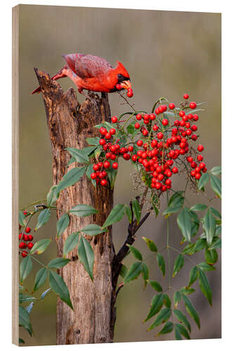 Holzbild Nördlicher Kardinal frisst Beeren