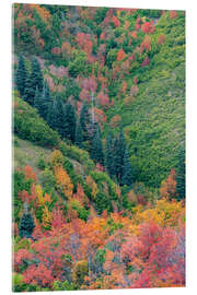 Acrylglas print East Canyon near Salt Lake City, Utah