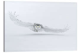 Quadro em alumínio Snowy owl in flight over snow